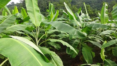 ಬಿರುಗಾಳಿ ಸಹಿತ ಮಳೆಗೆ 40ಕ್ಕೂ ಹೆಚ್ಚು ಹಳ್ಳಿಗಳಲ್ಲಿ ಅಪಾರ ಕೃಷಿ ಹಾನಿ