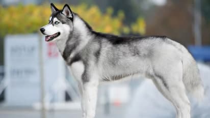 വളര്ത്തുനായയുടെ കുസൃതി; അഗ്നിക്കിരയായി ആഡംബര ഭവനം