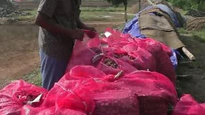 ஒரே இரவில் மூட்டைக்கணக்கில் கொள்ளையடிக்கப்பட்ட வெங்காயங்கள்..! அதிர்ச்சியில் உறைந்த விவசாயி..!