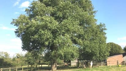 എല്മ് മരങ്ങൾ തിരികെ വരുമോ? പ്രത്യേകതകളെന്തെല്ലാം?