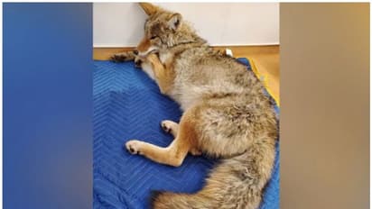 മുറിവേറ്റ നായയാണെന്ന് കരുതി കാറിൽ കയറ്റിയത് ചെന്നായയോട് സാമ്യമുള്ള കാട്ടുനായയെ