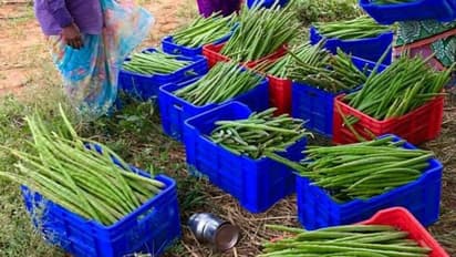 அதிர்ச்சியில் மக்கள்... வெங்காயத்தை அடுத்து முருங்கையின் விலையும் உயர்வு..!! ஒரு கிலோ 300 க்கு விற்பணை..!!