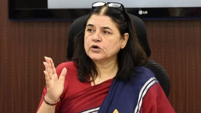 'അവർ ഹരേ റാം ഹരേ കൃഷ്ണ പാടി നടക്കും, പക്ഷേ പശുക്കളെ കശാപ്പുകാർക്ക് വിൽക്കും'; ഇസ്കോണിനെതിരെ മനേക ഗാന്ധി