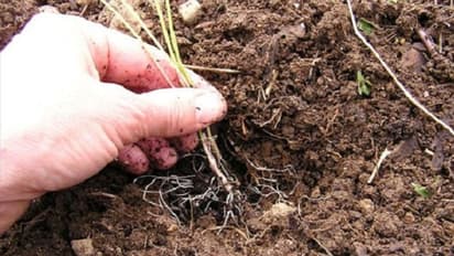 ಸಂತೆಗೆ ಬರ್ತಿಲ್ಲ ತಮಿಳುನಾಡಿನ ಈರುಳ್ಳಿ ಬೀಜ ಮಾರಾಟಗಾರರು..!