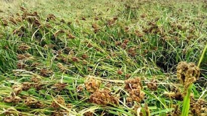 ಮಳೆಯಿಂದ ಕಟಾವಿಗೆ ಬಂದಿದ್ದ ರಾಗಿ ಸಂಪೂರ್ಣ ಹಾನಿ