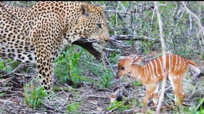 അവസാന ശ്രമവും വിഫലം! പുലിയ്ക്ക് മുന്നില് പോരാടി കുഞ്ഞ് കൃഷ്ണമൃഗം