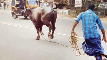 యూనివర్సిటీలో గడ్డిమేసిన గేదెలు.. సోదరుడిపై కొడవలితో దాడి.. !!