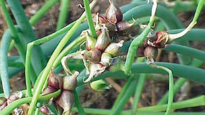 মিশর থেকে ভারতে আসছে 'ওয়াকিং অনিয়ন', এই পেঁয়াজ কি সত্যিই হাঁটে