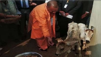 योगी के अचानक पहुंचने से उड़े अफसरों के होश, बछड़ों को गुड़ खिलाकर रवाना हुए CM