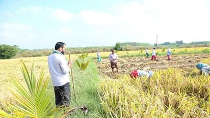 PhotoGallery: వరి కోతలో పాల్గొన్న వైసిపి ఎమ్మెల్యే ఆళ్ల రామకృష్ణా రెడ్డి