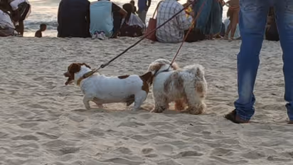 ಮಲ್ಪೆಯಲ್ಲಿ ಬೀದಿ ನಾಯಿಗಳ ರ್‍ಯಾಂಪ್‌ ವಾಕ್, ಶ್ವಾನ ನಡೆಯುವ ಚಂದ ನೋಡಿ