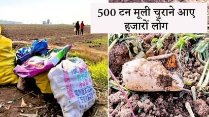 1 अफवाह ने बर्बाद कर दी किसान की मेहनत, लोग उखाड़ ले भागे साढ़े 4 लाख किलो मूली