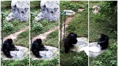 ടീഷർട്ട് സോപ്പിട്ട് കഴുകി, പിഴിയുന്ന ചിമ്പാൻസി; വീഡിയോ കാണാം