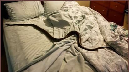 കിടക്കയില് കിടക്കാന് ഒരുങ്ങിയ യുവതിയെ 'സ്വീകരിക്കാന് പെരുമ്പാമ്പ്'; പിന്നെ സംഭവിച്ചത്.!