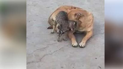 మేము కూడా రక్తదానం చేస్తామంటున్న పిల్లులు, కుక్కలు