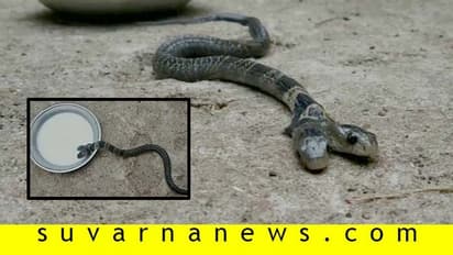 ಎರಡು ತಲೆಯ ಹಾವು ಪತ್ತೆ, ಹಾಲೆರೆದು ಪೂಜಿಸಿದ ಜನ!