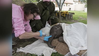 बेहद बुरी हालत में मिले थे हाथी के बच्चे, आज इस शख्स को मानते हैं मम्मी पापा
