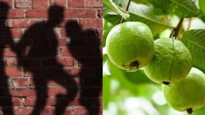 ഫാമിൽ നിന്ന് പേരയ്ക്ക പറിച്ചു; ആറ് വയസുകാരനെ മരത്തിൽ കെട്ടിയിട്ട് ക്രൂരമായി മർദ്ദിച്ച് ഉടമയും ഭാര്യയും