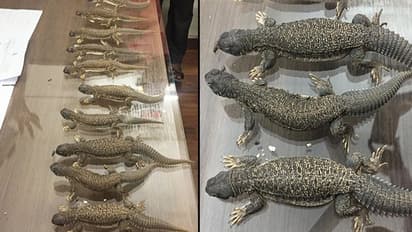 Bengaluru: To improve sexual performance, spiny tail lizards smuggled from Rajasthan; six arrested