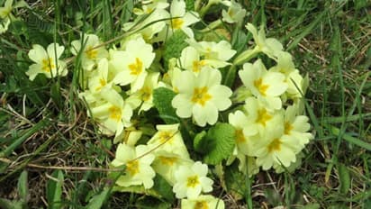 ഈ ചെടിക്ക് ശബ്ദം തിരിച്ചറിയാന് കഴിയും, വണ്ടുകളോടും തേനീച്ചകളോടും ആശയവിനിമയം നടത്താനും കഴിയും