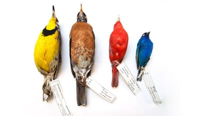 ശരീരം ചുരുങ്ങുന്നു, ചിറകുകള് നീളത്തില് വളര്ന്നുകൊണ്ടേയിരിക്കുന്നു, പക്ഷികളുടെ രൂപം മാറുന്നു?