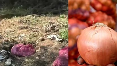 மூட்டை மூட்டையாக கொட்டப்பட்ட அழுகிய வெங்காயங்கள்..! அதிர்ச்சி தரும் தகவல்..!