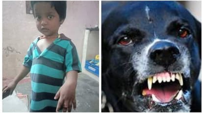 விளையாடிய குழந்தையை கடித்து குதறிய வெறிநாய்..! கைவிரல் துண்டான பரிதாபம்..!