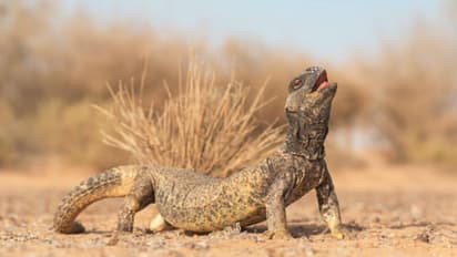 যৌনক্ষমতা বাড়ায়, তাই গিরগিটি-র চাহিদা তুঙ্গে, বেঙ্গালুরু পুলিশের জালে ছয় পাচারকারী