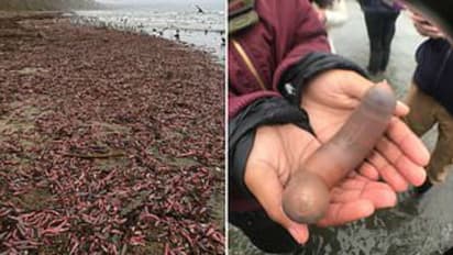 ശക്തമായ കാറ്റ്; ആയിരക്കണക്കിന് 'പെനിസ് ഫിഷ്' കരയ്ക്കടിഞ്ഞ് ഒരു തീരം