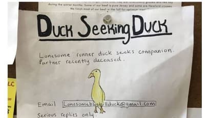 താറാവിന് പങ്കാളിയെ ആവശ്യമുണ്ട്; ഡേറ്റിങ് പരസ്യം പങ്കുവച്ച് അധ്യാപകൻ