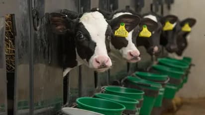 'സര്ക്കാര് നല്കുന്ന ഭക്ഷണം തികയുന്നില്ല’; പശുക്കള്ക്കായി റൊട്ടി ബാങ്ക് തുറന്ന് സംഘടന