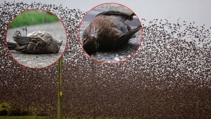 వందలు.. వందలుగా.. గుంపులు గుంపులుగా.. ఒకేసారి