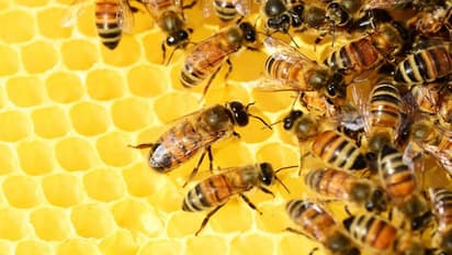 ഇന്ത്യയിലെ തേനിനേക്കാള് മധുരം റഷ്യയില് നിന്നുള്ള തേനിനോ?