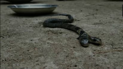 கிராமத்திற்குள் புகுந்த இருதலை நாகப்பாம்பு... அதிர்ச்சியில் உறைந்த மக்கள்..!