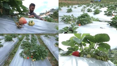 ശീതകാല പച്ചക്കറിയുടെ കലവറയിൽ ഇനി 'സ്ട്രോബറി' കാലം