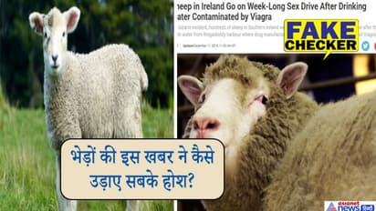 फर्जी है वायग्रा मिले नदी के पानी को पीकर बौखलाई भेड़ों की खबर, जानें सच