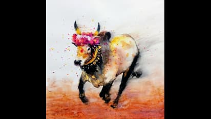 இப்போதே ஆரம்பித்தது ஜல்லிக்கட்டு ஃபீவர்...!!  எத்தனை காளைகள் களம் இறங்கப் போகிறது தெரியுமா..??