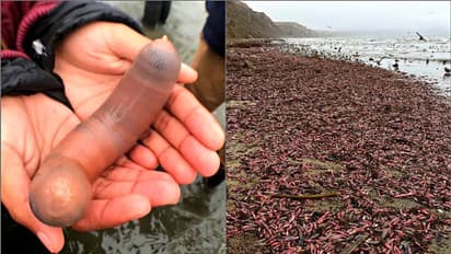 ತೀರಕ್ಕೆ ಬಂದು ಬಿತ್ತು ಪುರುಷರ ಶಿಶ್ನದಂತೆ ಕಾಣುವ 'ಪೆನಿಸ್ ಫಿಶ್' ಏನ್ ಕತೆ?