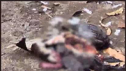 ഒറ്റരാത്രിയില് ചത്തത് 70 കോഴികള്; അജ്ഞാത ജീവിയുടെ ആക്രമണത്തില് ഒരു ഗ്രാമം