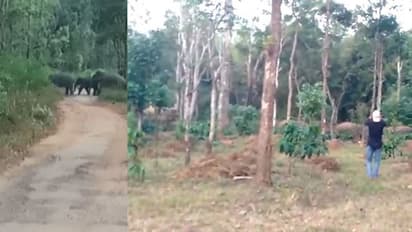 ಊರೊಳಗೆ ಸಂಚರಿಸುತ್ತಿವೆ ಹಿಂಡು-ಹಿಂಡು ಆನೆಗಳು : ಭಯಭೀತರಾದ ಜನರು