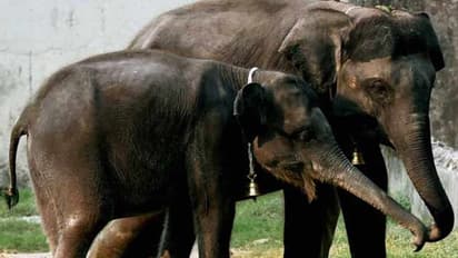 48 நாட்களும் யானைகளுக்கு கொண்டாட்டம் தான்..! சிறப்பாக தொடங்கிய புத்துணர்வு முகாம்..!