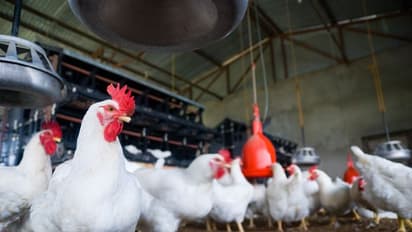 ಕೊರೋನಾ ಎಫೆಕ್ಟ್: ನಾನ್ವೆಜ್ ಕೇಳೋರೆ ಇಲ್ಲ, ಬಿಕೋ ಎನ್ನುತ್ತಿವೆ ಮಾಂಸದಂಗಡಿ