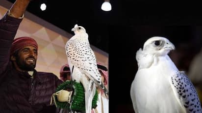 ഫാല്ക്കന് സൗന്ദര്യമത്സരം; പക്ഷികളിലെ സൗന്ദര്യ കിരീടം ചൂടി ഹാഷിമും സന്ദാനും