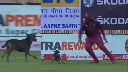 சேப்பாக்கம் மைதானத்திற்குள் புகுந்து ஆட்டம் காட்டிய நாய்.. நாயுடன் விளையாடிய வெஸ்ட் இண்டீஸ் வீரர்