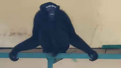 ವರ್ಷಾಂತ್ಯಕ್ಕೆ ಮೈಸೂರು ಝೂಗೆ ಬಂದ್ರು ಹೊಸ ಅತಿಥಿಗಳು..!