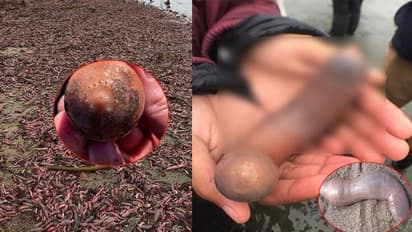 బిచ్లో వేలాది పురుషాంగాలు!.. వాటిని చూసి..