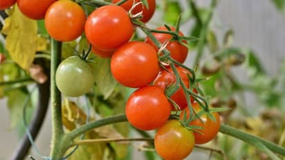 ಲಾಕ್‌ಡೌನ್ ಎಫೆಕ್ಟ್‌: ಒಂದು ಕೆಜಿ ಟೊಮೆಟೋಗೆ ಬರೀ 4 ರುಪಾಯಿ..!