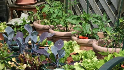 ಮನೆಯಲ್ಲೇ ಬೆಳೆಯಿರಿ ತರಕಾರಿ, 84ರ ಹರೆಯದ ಅಜ್ಜಿಗೆ 100 ಕುಟುಂಬದ ಸಾಥ್!