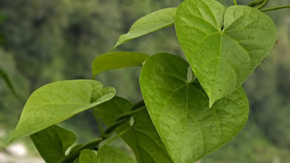 ഓര്മ്മശക്തി മെച്ചപ്പെടുത്താന്, ഈ രോഗങ്ങളുടെ ശമനത്തിന്; ഔഷധഗുണമുള്ള ചിറ്റമൃത് കൃഷി ചെയ്യാം