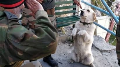 ಸಾವಿರ ಕತೆ ಹೇಳುತ್ತೆ ಈ ಚಿತ್ರ: ನಂಬಿಕಸ್ಥ, ನಿಸ್ವಾರ್ಥ ಶ್ವಾನಕ್ಕೆ ಸೇನಾಧಿಕಾರಿಯ ಸೆಲ್ಯೂಟ್!